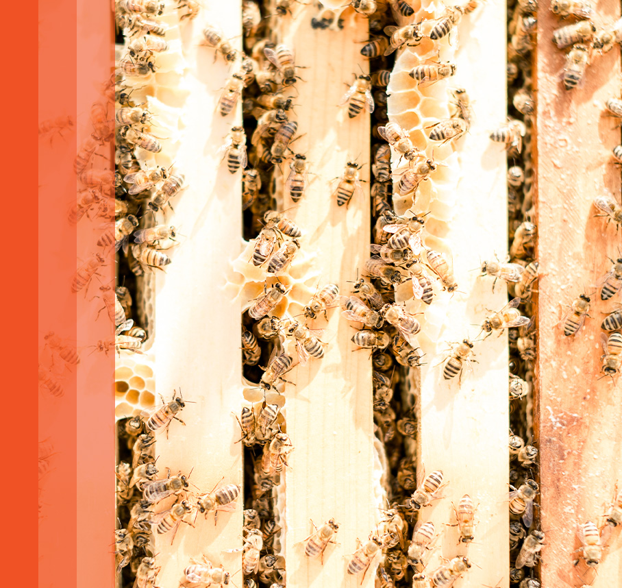 Bees on the wooden honey frames of a beehive.