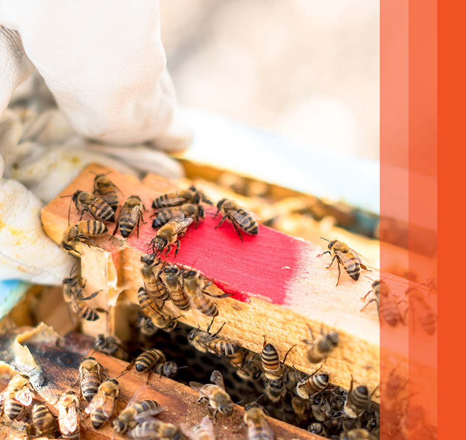 A detailed view of bees gathering nectar on a honeycomb.
