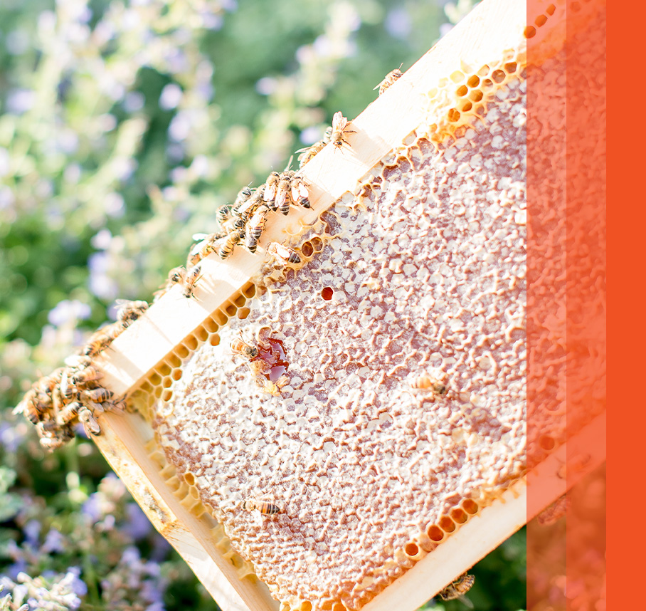 A close up image of bees on honeycomb.