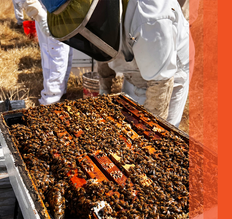 Beekeeper examining bee hive.