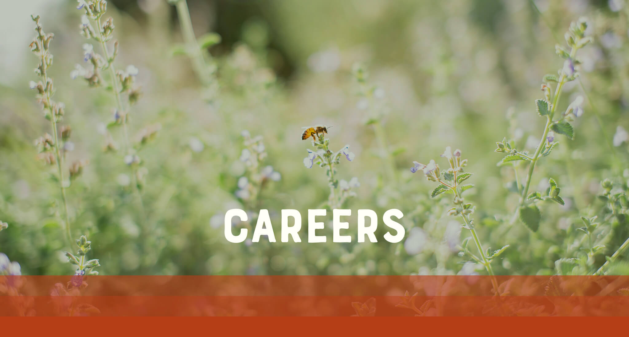 Bee flying over blooming flowers with, CAREERS text overlay.