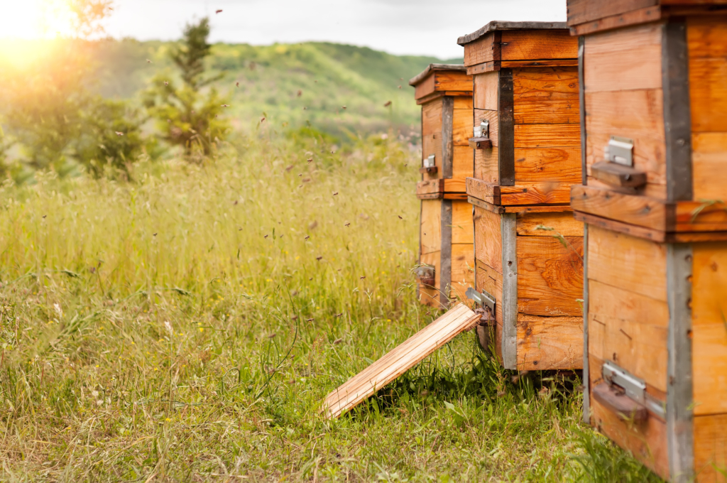 Wooden bee hives in a sunlit field with bees flying around, set against a backdrop of green hills and a clear sky.
