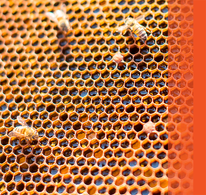 Close-up of bees on honeycomb.