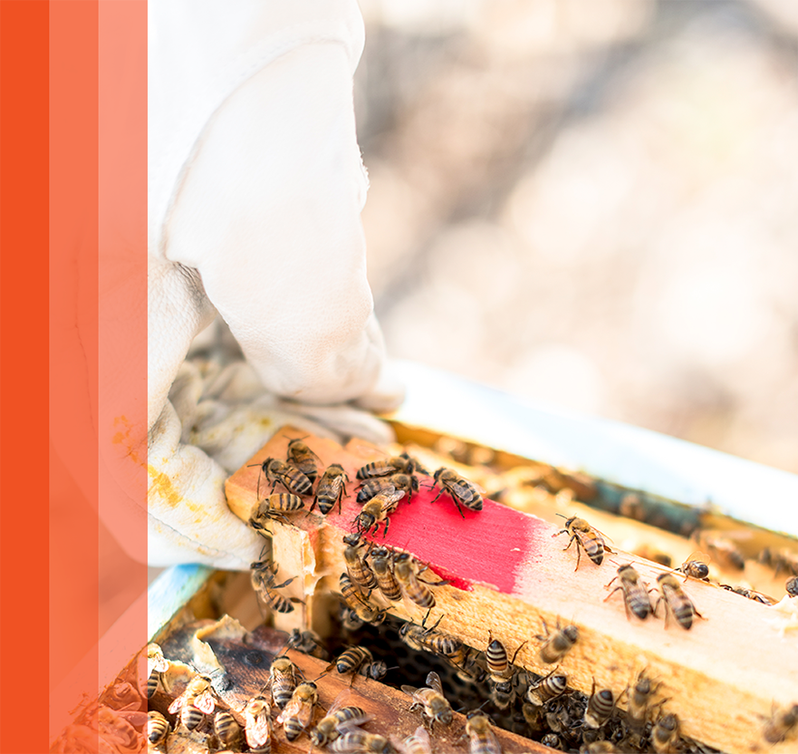 A gloved hand holding a wooden honeycomb frame covered with honey bees inside an open beehive, shown in close‑up with an orange graphic overlay on the left.