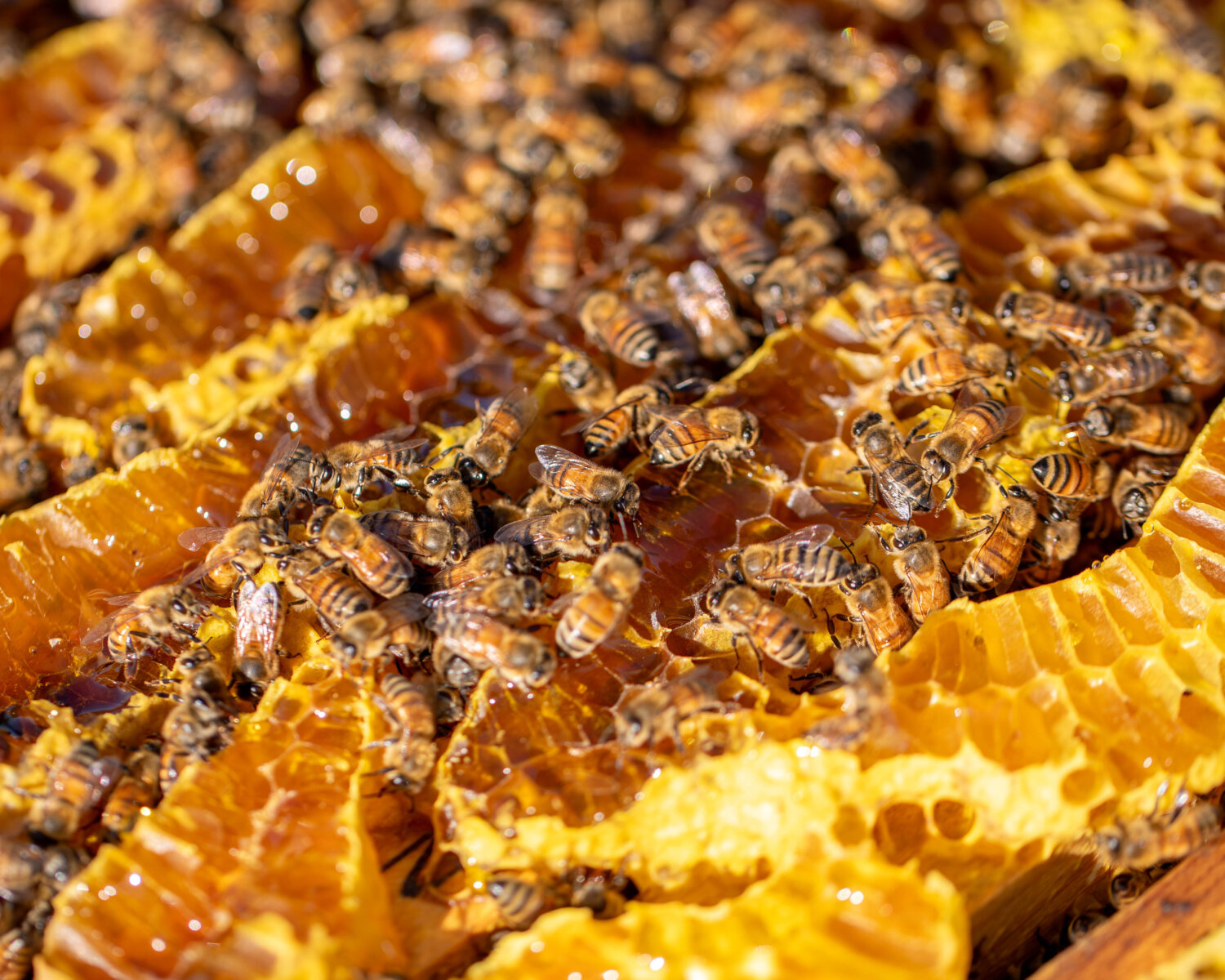 Bees working in comb.