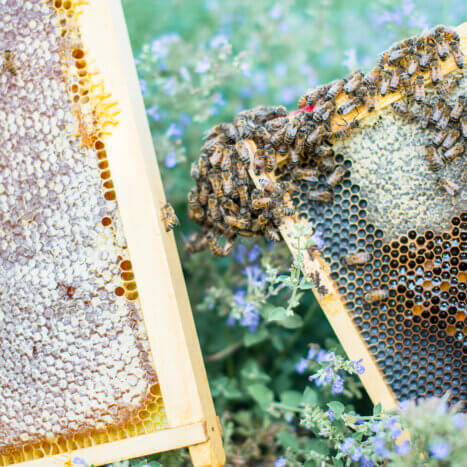 Honey Behind the Scenes