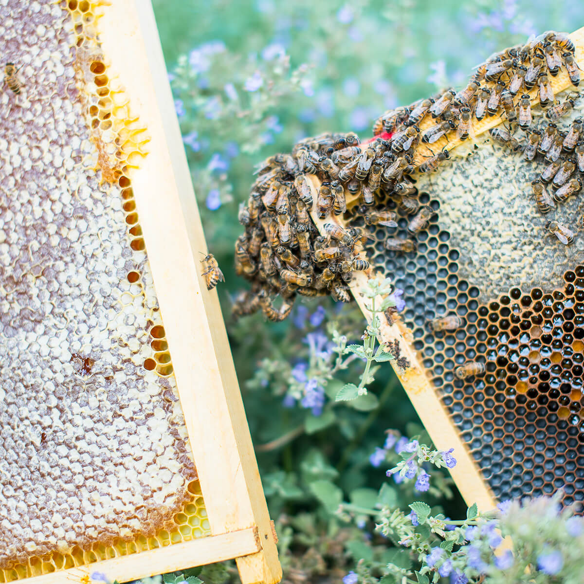 Honey comb with bees working on it.