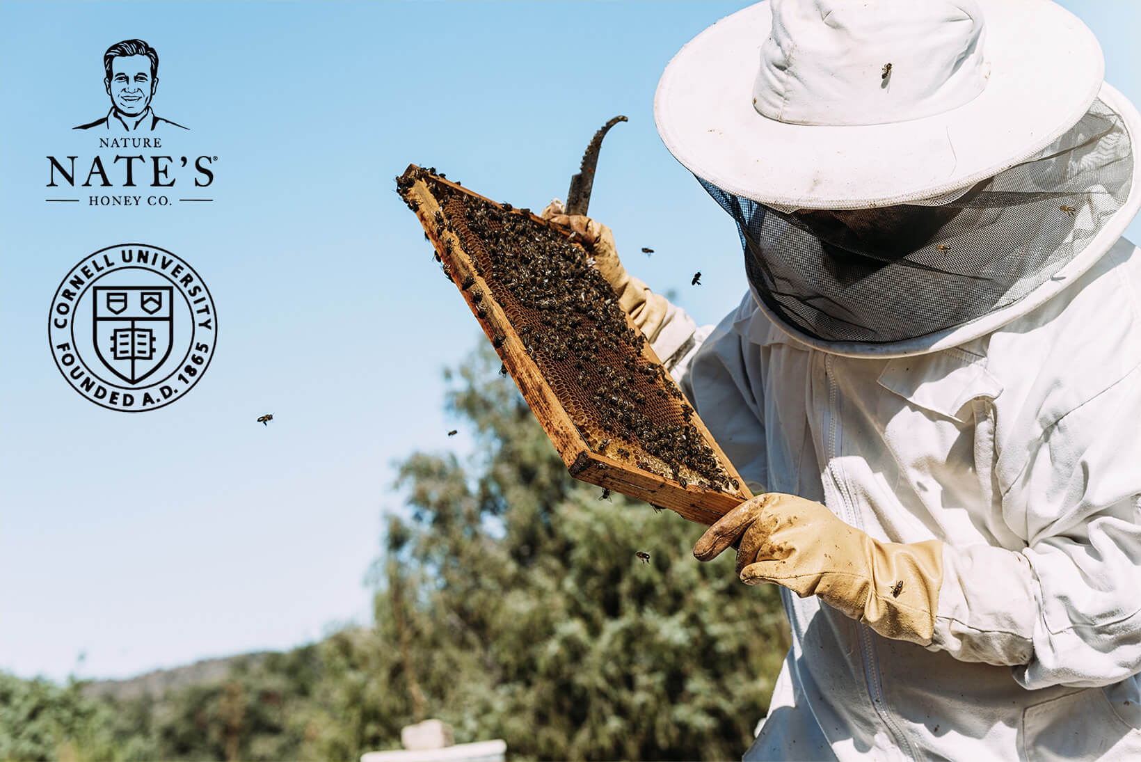 Beekeeper inspecting a hive frame, with Nature Nate’s Honey Co. and Cornell University logos.