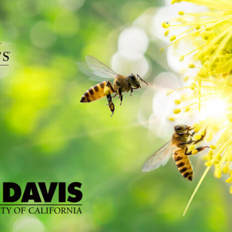 Nature Nate’s Honey Co. Supports The Honey and Pollination Center at University of California, Davis
