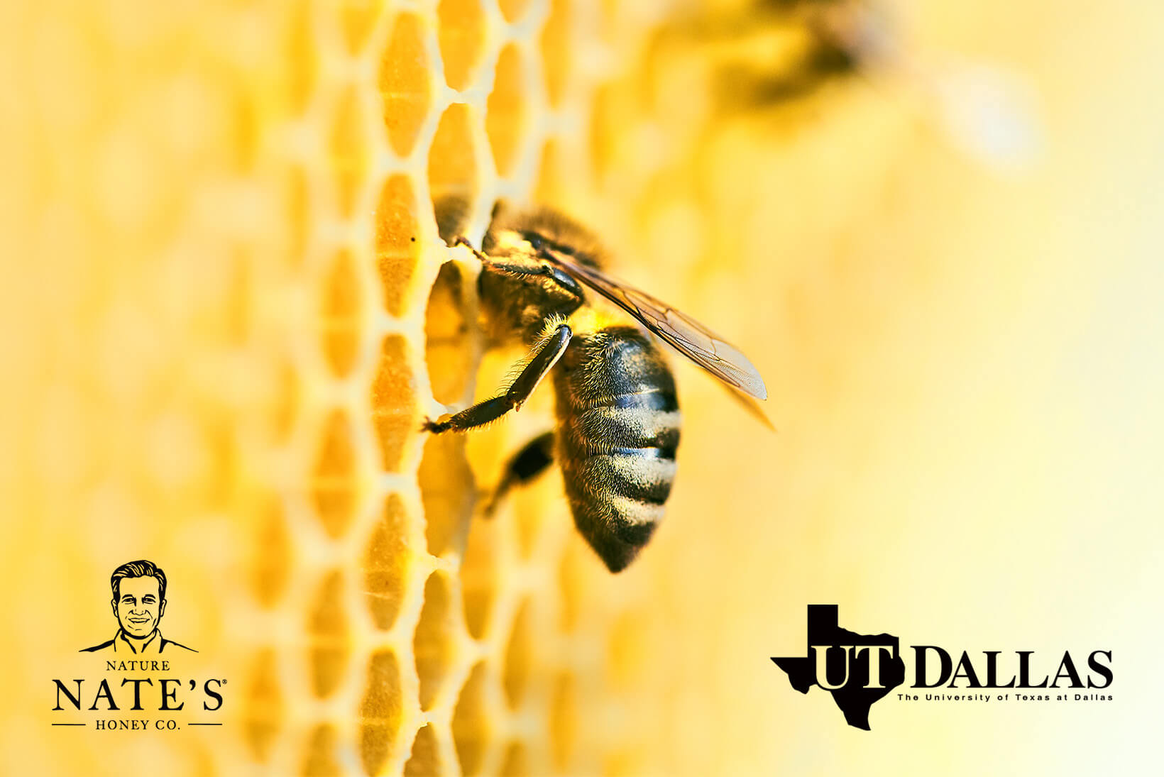 A bee on honeycomb, with Nature Nate's and UT Dallas logos, set against a honey-yellow background.