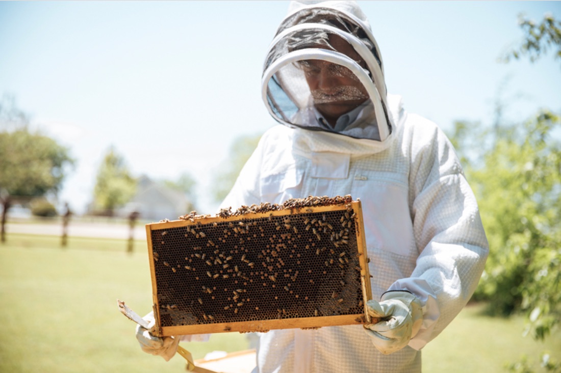 Beekeeper in protective suit with a honeycomb frame in a sunny field.