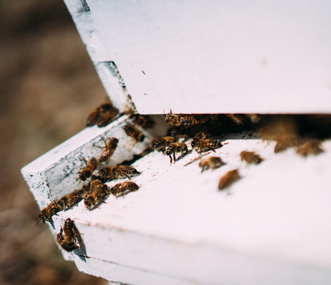 Honeybees at the entrance of a white wooden beehive, with a focus on the bees in a natural setting.
