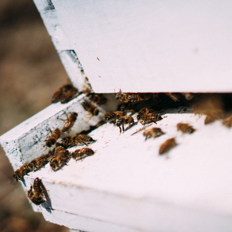 3 Tips to Choosing Real Honey