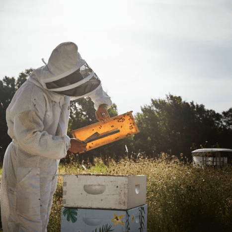 A Brief History of Honey
