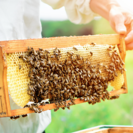 Nature Nate’s Honey Co. Supports The Honey and Pollination Center at University of California, Davis 