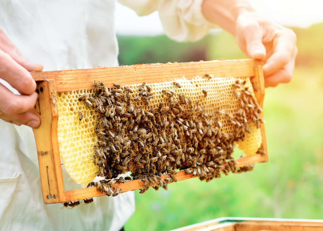Beekeeper holding a frame covered with bees and honeycomb in a sunny field.