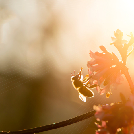 Nature Nate’s Honey Co. Continues Partnership with University of Texas at Dallas to Support Bee Health