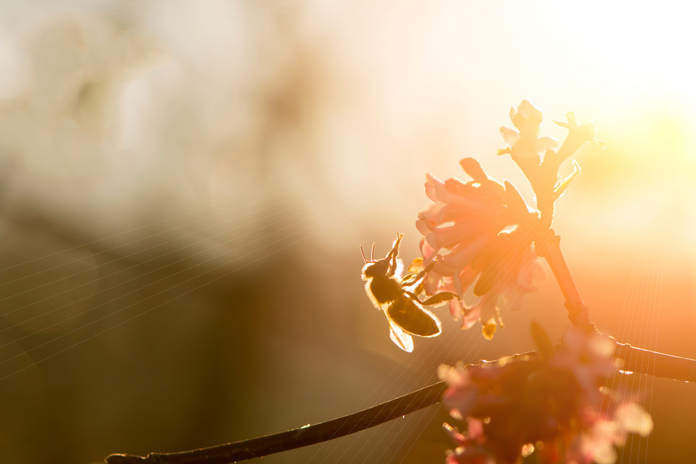 Bee on a flower at sunrise with a soft focus and a glowing light background.