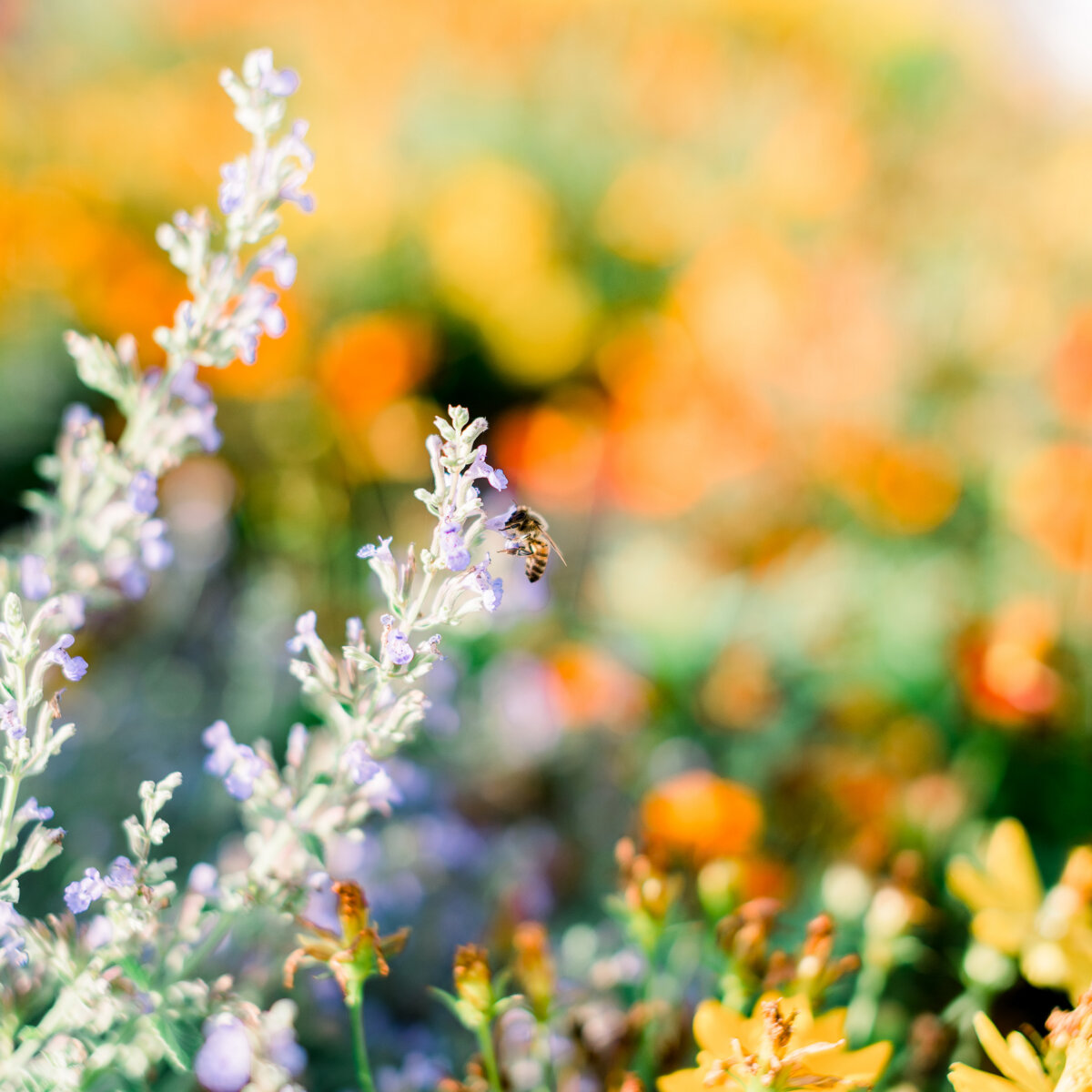 A honey bee collecting nectar from a pale purple flower, with a softly blurred garden background.