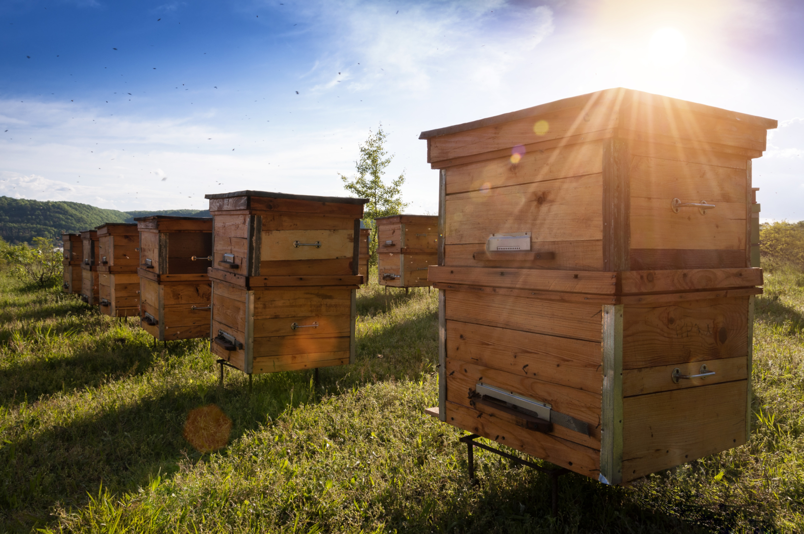 Sun-kissed beehives in a field; a serene hive lineup against a vibrant sky.