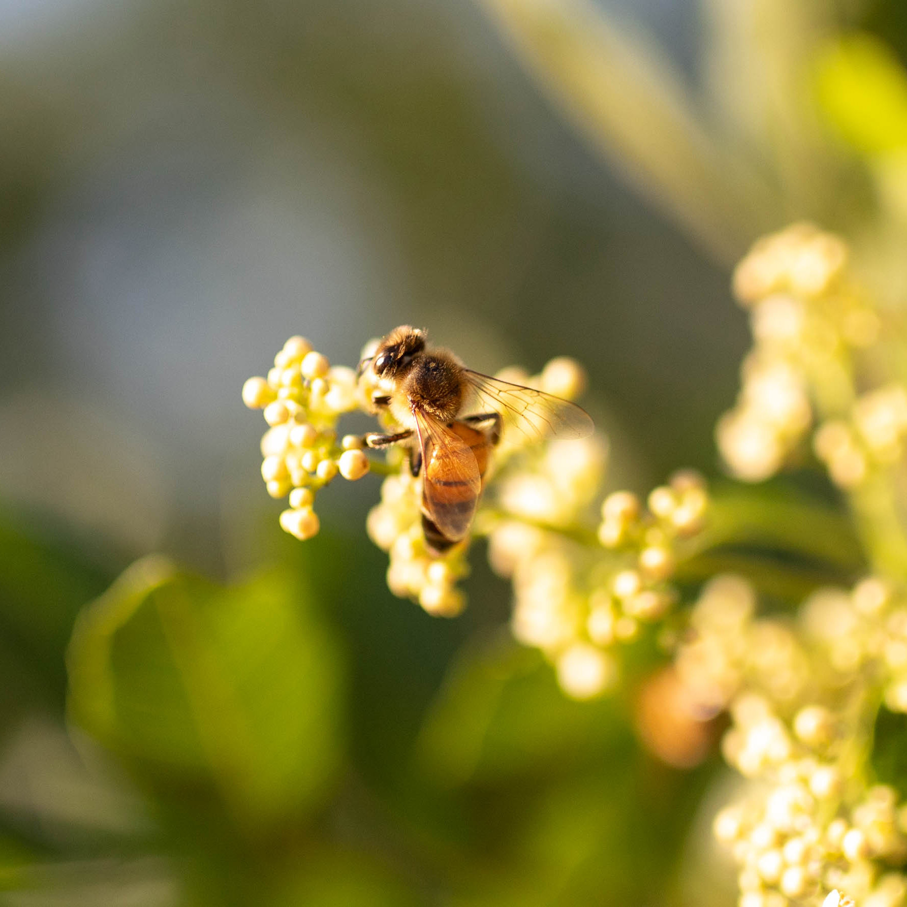 A honey bee collecting nectar.