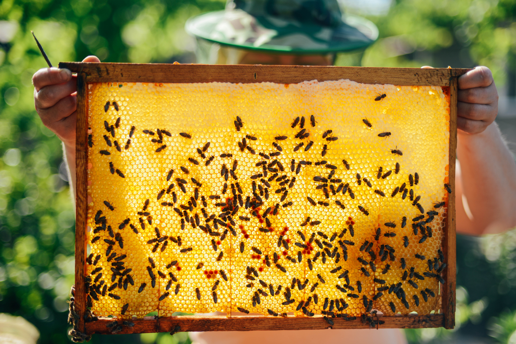 Beekeeper holding a frame full of bees with a sunny, green foliage background.