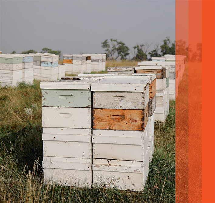 Rows of white wooden beehive boxes arranged in a grassy field, with additional hives visible in the background under an open sky.
