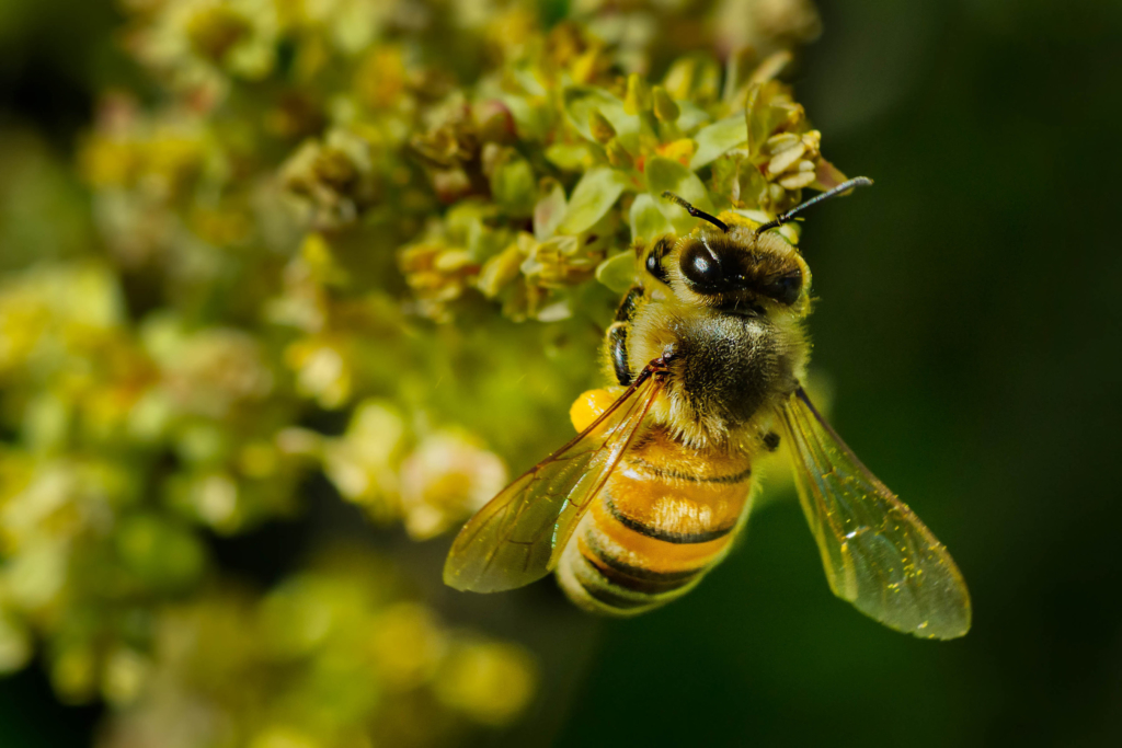 A honey bee on a flower with a blurred green background.