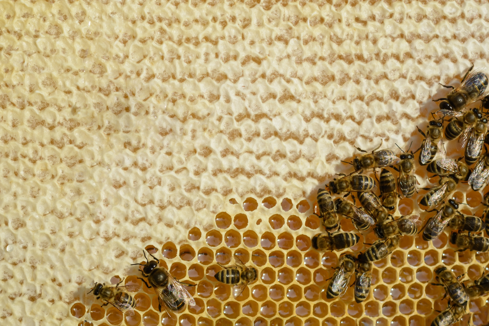 Bees on honeycomb cells, some capped with wax.