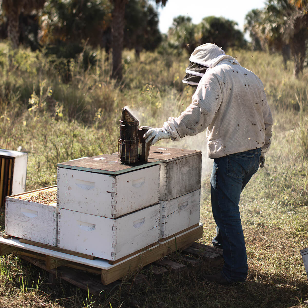 Beekeeper tending to hives with smoker in hand.