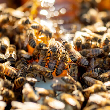 All Things Honey Bees