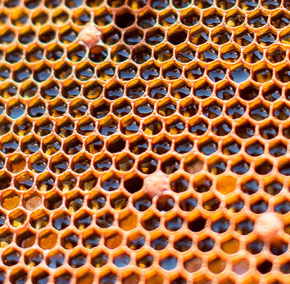 Close up image of hive hexagons.