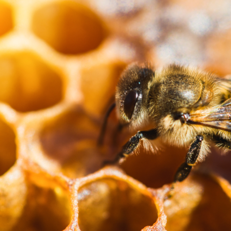 NATURE NATE’S HONEY CO. MAKES INVESTMENT TO BEE HEALTH AND RESEARCH AT CORNELL UNIVERSITY