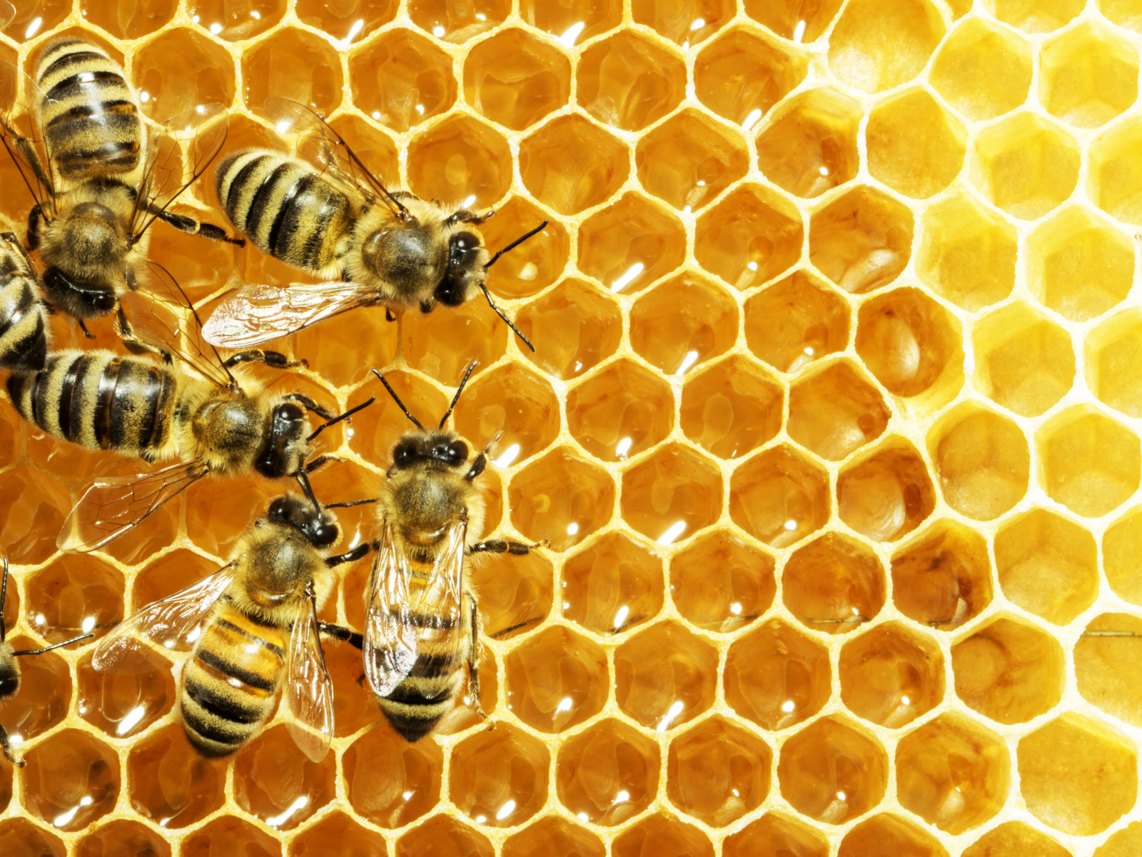 Honeybees on honeycomb, close-up view, with golden honey cells.
