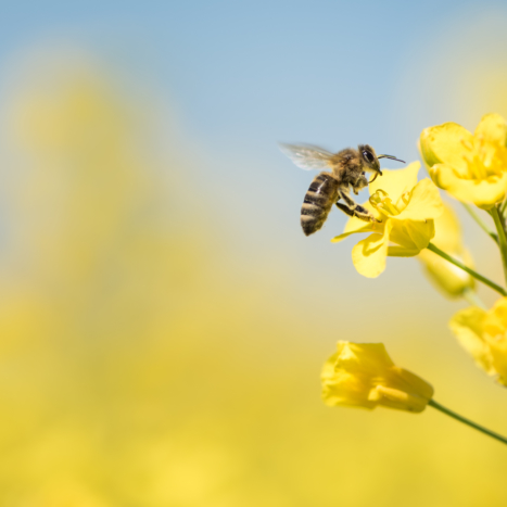 Nature Nate’s Honey Co. Continues Investment in Bee Health and Research at Cornell University