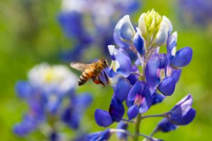 A bee hovering over vibrant blue lupine flowers, collecting nectar. A bee hovering over vibrant blue lupine flowers, collecting nectar.