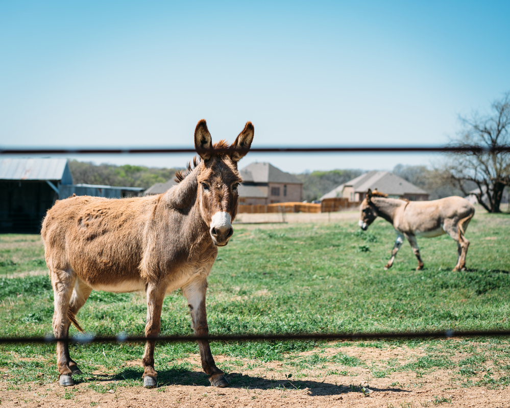 Donkey in a farm field with another donkey and barns in the background. Donkey in a farm field with another donkey and barns in the background.